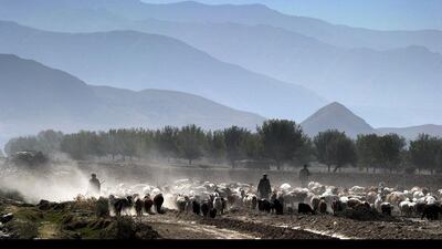 Quiet as a lamb: villagers in the province of Badakhshan in Afghanistan lead a large flock of sheep under the silence of the Payan Shahr valley mountains. Roberto Schmidt / AFP