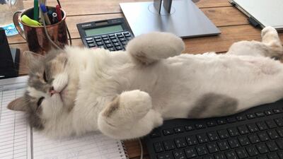 Faye Green’s foster cat Frankie has made her smile every day. Faye Green