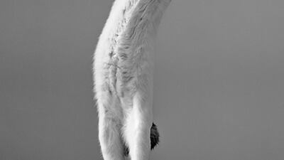 Kazutoshi Ono, Japan, second place, National Awards, Sony World Photography Awards 2023