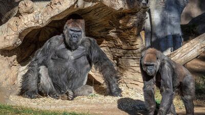 Gorillas at the San Diego Zoo Safari Park in San Diego, California, where several of the animals tested positive for Covid-19. Reuters
