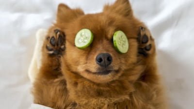 Xena starred an ad campaign for Jumeirah Hotels and Resorts. Courtesy Jumeirah