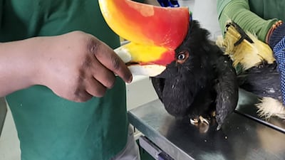 The rhinoceros hornbill, one of the endangered birds smugglers were trying to illegally import. Wam