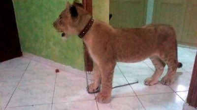 The six-month-old lion cub offered up for sale on Twitter.