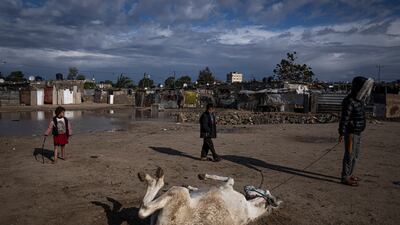 A Palestinian man allows his donkey to warm itself in the sun near Khan Younis refugee camp, Gaza Strip. AP