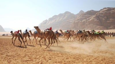 Jordanian Bedouins prepare to race camels using robotic jockeys at the Sheikh Zayed track in the town of al-Disi in the desert of Wadi Rum valley, on November 9, 2019