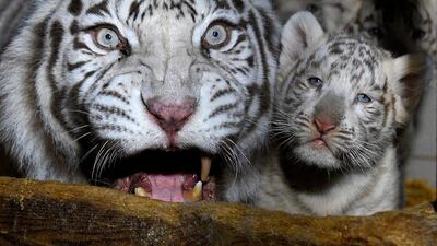 Three white tigers cub born on January 05, 2020 stand beside their mother Orissa at the zoological park of Amneville, northeastern France. AFP
