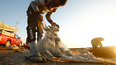 A fisherman removes fish from nets on the shore of the Najaf Sea. The body of water is 40km long and 19km wide. Reuters