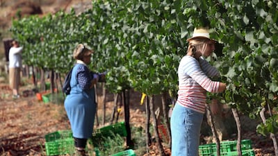 Evangelical Christian volunteers from the US harvest grapes for an Israeli winery. Getty