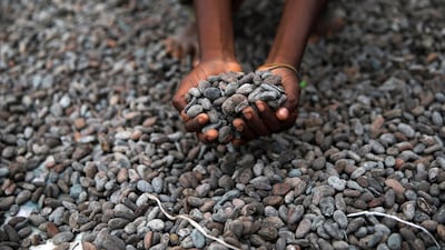 A farmer picks up cocoa beans while spreading them to dry in southwest Nigeria. Reuters