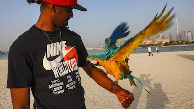 A man handles a colourful, long-tailed macaw on a beach in Dubai. AFP / Giuseppe Cacace