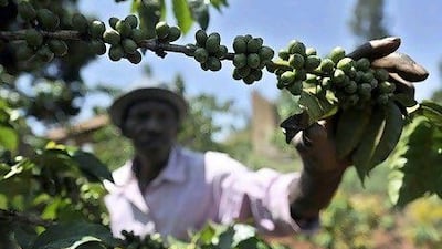 Arabica coffee futures for March remained under pressure after hitting US$1.4945. AFP PHOTO / TONY KARUMBA