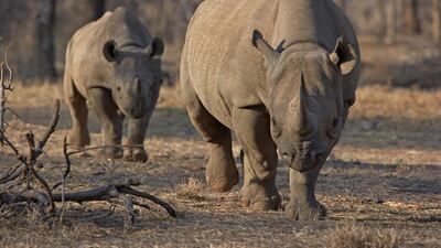 An endangered east African black rhinoceros and her calf walk in Tanzania’s Serengeti park. Tom Kirkwood / Reuters