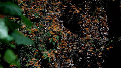 The US has not listed monarch butterflies under the Endangered Species Act, but several environmental groups believe they should be listed. AFP