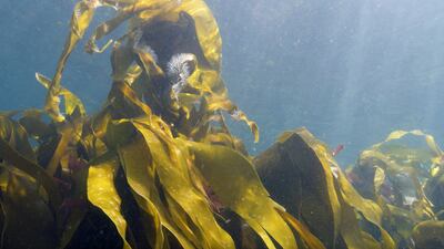 Kelp is a nutrient-rich variety of seaweed whose health benefits include vanadium, a mineral that is said to help people with diabetes. PA