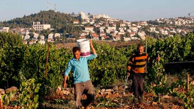 Palestinian farmers work in their field in the West Bank village of al-Khader near the biblical town of Bethlehem, with the Israeli settlement of Efrat seen in the background. AFP