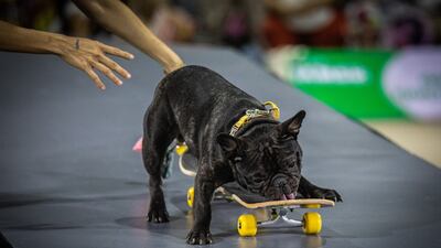 Tung attempts to bite his skateboard during the four-day exhibition at the Queen Sirikit National Convention Centre