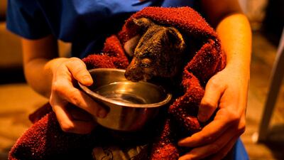 Veterinarian Caitlin McFadden tends to a brushtail possum that was badly burnt by bushfires that hit on January 4, in Milton in Australia's New South Wales state. AFP