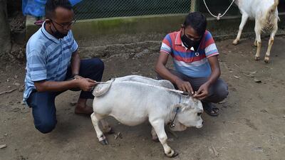 Dwarf cow Rani lives on a farm in Charigram in Bangladesh.