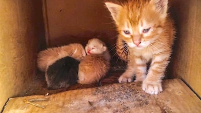 One female cat can produce up to eight kittens in a litter. Courtesy Anne Heslop
