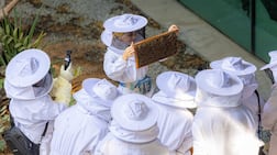 Bees swarm round their queen as trained beekeepers begin the careful relocation process. Photo: Terra / Expo City Dubai