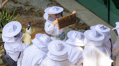 Bees swarm round their queen as trained beekeepers begin the careful relocation process. Photo: Terra / Expo City Dubai