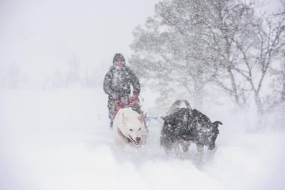 Dogsledding in Tromsø. C.H. / visitnorway.com