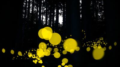 Honourable Mention, Wildlife, Masahiro Hiroike, Japan. Nanbu Town, Tottori Prefecture, Japan. Himebotaru fireflies emit short and powerful lights like a flash.