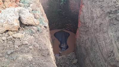A picture that shows the depth of the well into which the elephant fell.