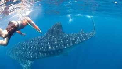 David Robinson tags his first whale shark, an eight-metre female named Amna. It is hoped the data from the tag, and of 25 others, will help scientists understand the role local waters play in the life of the shark.