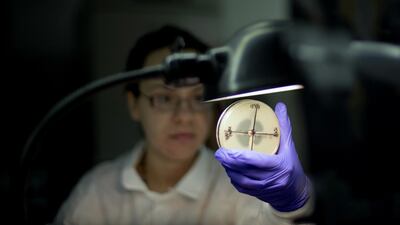 A microbiologist reads a plate to check a bacterium’s resistance to carbapenem, an antibiotic of last resort. David Goldman / AP Photo