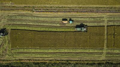 Rice is harvested by combines at a field in Chongming Island, Shanghai, China, on October 13. The UN last week released its gauge of global food prices, which showed costs rose 2.1% in September, mainly driven by grains and vegetable oils. Qilai Shen/Bloomberg
