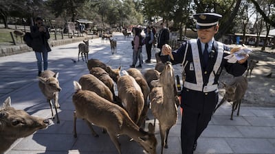 A security guard feeds sika deer at a temple in Nara, Japan. Getty Images