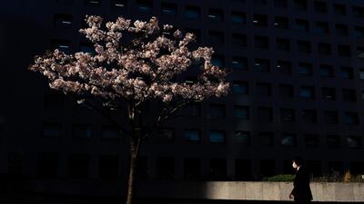 A man walks past a cherry tree, in Tokyo. AP Photo