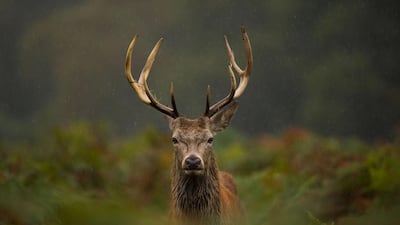 Courtesy Pride Of Britain Hotels