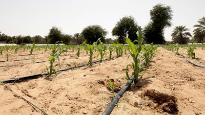 An experimental irrigation system at a corn plantation in the Western Region of Abu Dhabi. Jeffrey E Biteng / The National