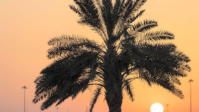 The sun sets behind a palm tree along the Corniche across from Mina Zayed in Abu Dhabi. Christopher Pike / The National