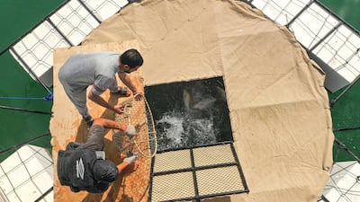 Fish are protected from natural predators to improve hatch rates. Courtesy: Ministry of Climate Change and Environment