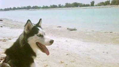 Roxy, a female Husky, was two years old when stolen.