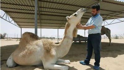 Dr Nisar A Wani with Sweety, who is soon to give birth to a cloned calf.