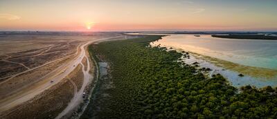 Mangroves in the Umm Al Quwain desert. Photo: Getty Images