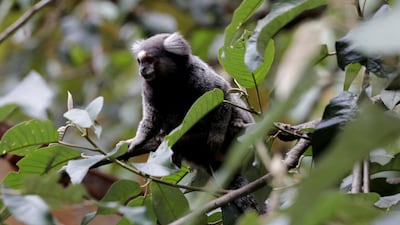 A Callithrix monkey in an Atlantic forest area in Mairipora, Sao Paulo state, Brazil. Reuters