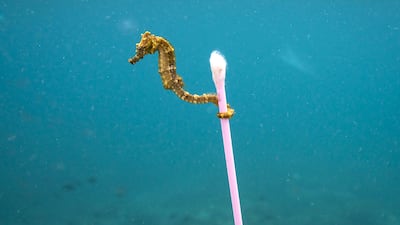 A small sea horse anchors to plastic rubbish in the sea off the Indonesian coast. Justin Hofman