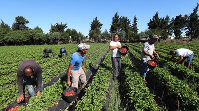 Farmers pick and pack strawberries from a field in Korba, South of Tunis, Tunisia. EPA