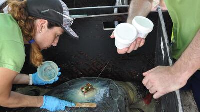 Jimena Rodriguez, manager of the marine turtle conservation project, applies an adhesive to a green turtle to attach a GPS tracking device before returning it to the sea. The turtle will provide data which will help paint a picture of climate change. Courtesy Paul Velasco / EWS-WWF