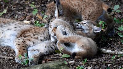 Kittens play with their mother at Sainte-Croix animal park in Rhodes, north-eastern France. AFP