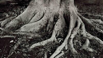 Album cover of Bon Jovi's This House Is Not for Sale. Courtesy Island Records