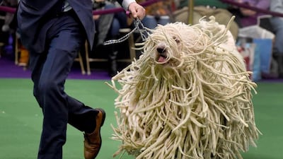 A Komondor is seen in the judging ring in New York during Day Two of competition at the Westminster Kennel Club 140th Annual Dog Show. Timothy A Clary / AFP