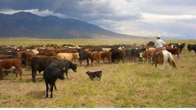 Rounding up a herd in a pasture on the ranch. Susan Hack