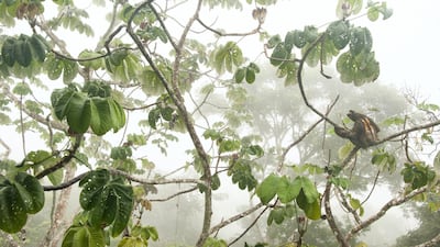 'Canopy Hangout' by Carlos Perez Naval, from Spain. Highly Commended in the Young Wildlife Photographers: 11-14 years old category. This shot shows a brown-throated three-toed sloth in Panama’s Soberania National Park. Courtesy Carlos Perez Naval / Wildlife Photographer of the Year
