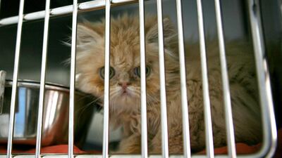 Some animal breeders are posing as rescuers to get money from prospective buyers who believe they are doing a good deed. Fatima Al Marzouqi / The National